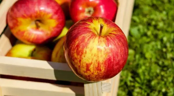 Frisch geerntete Äpfel in einer Holzkiste. Was ist most? Saftige, rote und gelbe Äpfel, bereit für die Saftpresse.