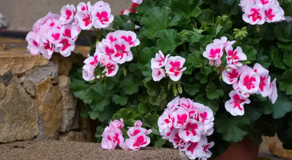 Piękne pelargonie w odcieniach różu i bieli, kwitnące bujnie. Idealna ziemia do pelargonii zapewni im taki wzrost.
