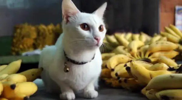 Czy koty mogą jeść banany? Sprawdź, co musisz wiedzieć o ich diecie
