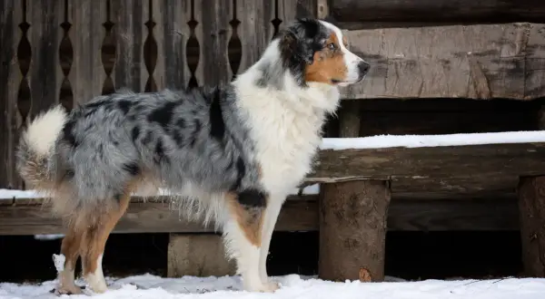 Ein wunderschöner Australian Shepherd Retriever Mix steht im Schnee vor einer Holzhütte.