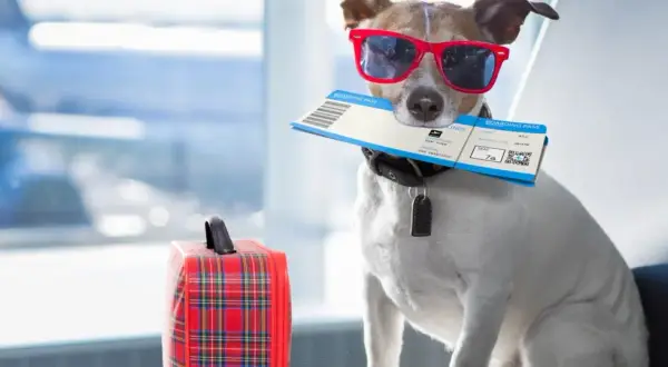 Chien avec lunettes de soleil et billet d'avion, prêt pour le voyage. Il attend peut-être la fin de la quarantaine animaux Canada.