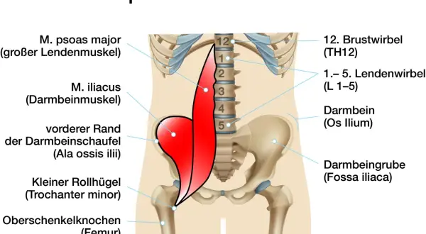 Der Iliopsoas-Muskel, bestehend aus M. psoas major und M. iliacus, ist rot dargestellt. Er entspringt an den Lendenwirbeln und dem Darmbein und setzt am Oberschenkel an.