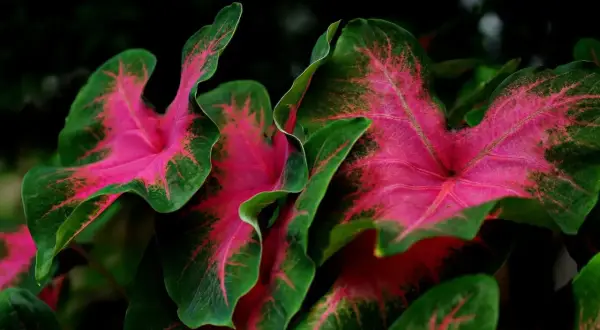 Vibrant pink and green caladium leaves. While beautiful, is caladium toxic to cats? Keep this plant away from curious felines.