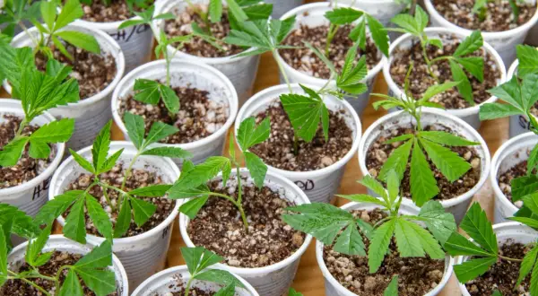 Pequeñas plantas verdes en macetas, listas para crecer. El momento perfecto cuando hacer esquejes para un jardín próspero.