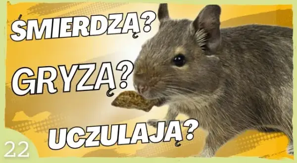 Czy koszatniczka uczula? Rzadkie alergie i co musisz wiedzieć
