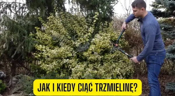 Jak przycinać trzmielinę na pniu, by uniknąć błędów i uzyskać zdrowe rośliny