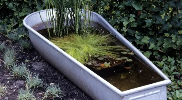 Ein kleiner Teich in einer Metallwanne, bepflanzt mit Schilf und Gräsern, umgeben von Grün.