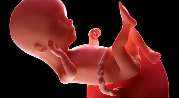 Płód w 16 tygodniu ciąży, czyli w czwartym miesiącu rozwoju. Dziecko rozwija się w łonie matki.