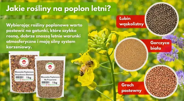 Poplon: Jakie nasiona wybrać? Praktyczny przewodnik i korzyści
