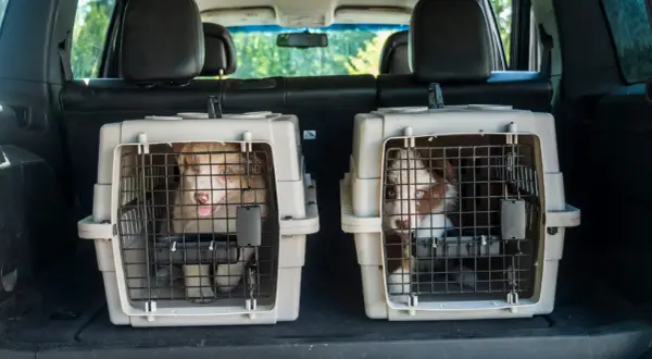 Deux chiots curieux regardent depuis leur cage coffre chien, prêts pour une aventure en voiture.
