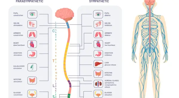Schéma du système nerveux autonome, comparant les effets parasympathique et sympathique sur divers organes.
