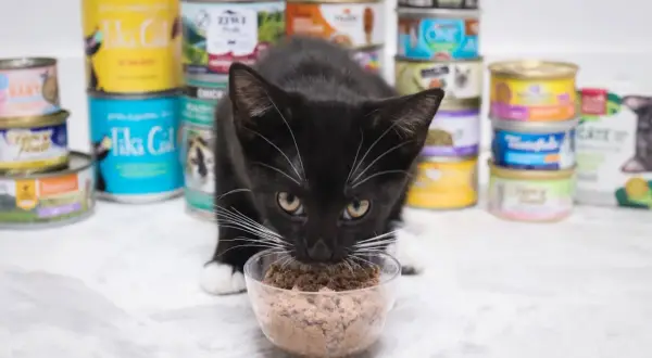 A black kitten with white paws and whiskers eats from a clear bowl of wet food, surrounded by stacks of various canned cat food options, showing what can baby cats eat.