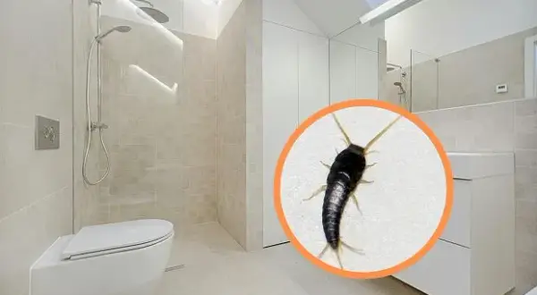 Rybiki cukrowe w łazience? Pozbądź się ich raz na zawsze!