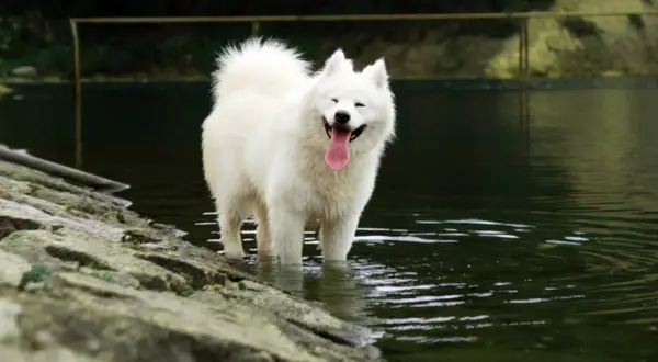 Uśmiechnięty samoyed z gęstą, białą sierścią stoi w wodzie, ciesząc się chłodem.