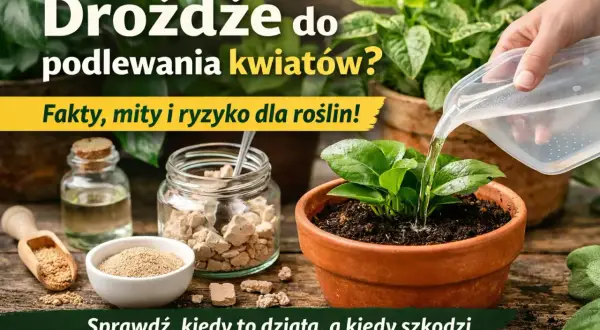 Drożdże do podlewania kwiatów doniczkowych? Na zdjęciu widać różne formy drożdży, wodę i roślinę w doniczce.