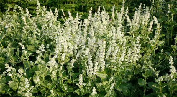 Ein Feld voller blühender Salbei-Pflanzen mit vielen kleinen weißen Blütenständen und grünen Blättern.