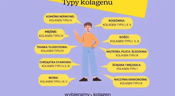 Ilustracja przedstawia różne typy kolagenu i ich lokalizację w organizmie. Kolagen typu I występuje w skórze, kościach i ścięgnach.