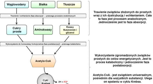 Schemat metabolizmu: węglowodany, białka i tłuszcze (źródło energii) prowadzą do Acetylo-CoA, a następnie do Cyklu Krebsa, generując ATP. Kluczowy dla spalanie tłuszczu.