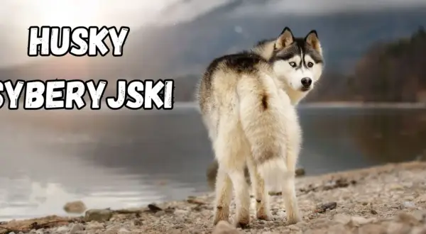 Husky syberyjski z dwukolorowymi oczami, o przyjaznym usposobieniu, patrzy w obiektyw na tle jeziora.