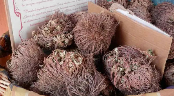 Rosa di Jericho, piante secche in un cesto, con testo che narra leggende.