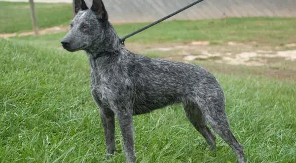 Piękny australian cattle dog na smyczy, gotowy do treningu. Zastanawiasz się nad australian cattle dog cena?
