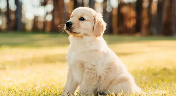 Uroczy szczeniak golden retriever siedzi na trawie. Zastanawiasz się, co może jeść szczeniak oprócz karmy?