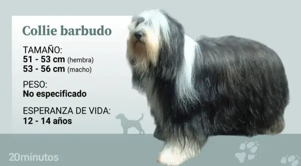 Un majestuoso collie barbudo, con su característico pelaje largo y denso, se muestra junto a datos sobre su tamaño y esperanza de vida.