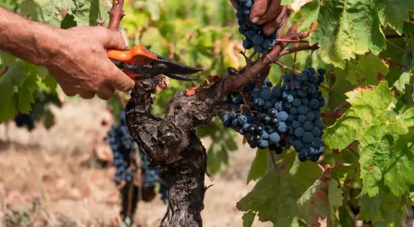 Mani esperte raccolgono grappoli di uva nera in un vigneto di Carignano del Sulcis.