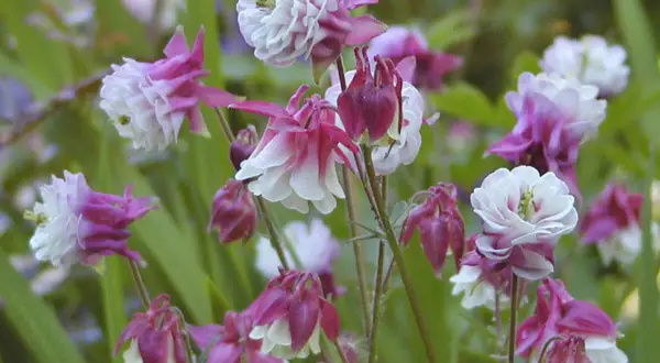 Zarte Akelei-Blüten in Rosa und Weiß, ideal für einen halbschattigen Standort im Garten.