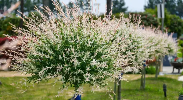 Wierzba hakuro w kompozycjach ogrodowych, z pnącymi się gałązkami i białymi liśćmi, tworzy efektowne, naturalne dekoracje.