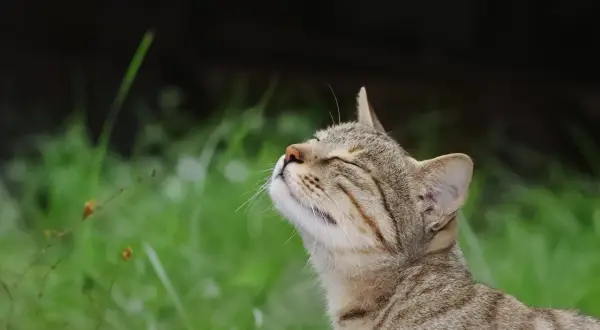 A tabby cat tilts its head back, eyes closed, as if savoring a pleasant scent. This feline seems to be enjoying the fresh air, unlike the strong smells cats hate.