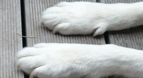 Dwie białe, puszyste łapy psa leżą na drewnianej desce. Zastanawiasz się, ile palców ma pies?