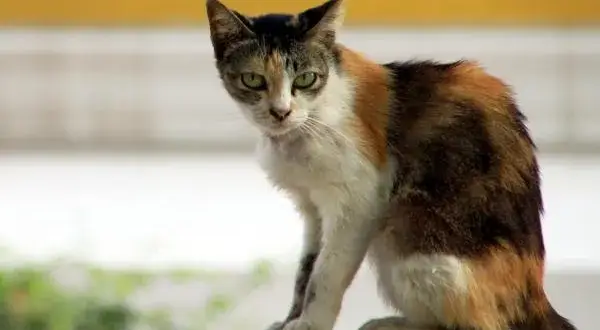 A mi gato se le notan los huesos, ¿es un signo de enfermedad?