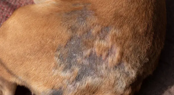 Hautveränderungen bei einem Hund, die auf Demodex-Milben hindeuten. Die dunklen, kahlen Stellen sind typisch für diese Hauterkrankung.
