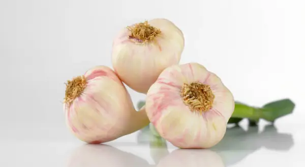 Drei frische Knoblauchknollen mit rosa Streifen, bereit, um frischen Knoblauch haltbar zu machen.