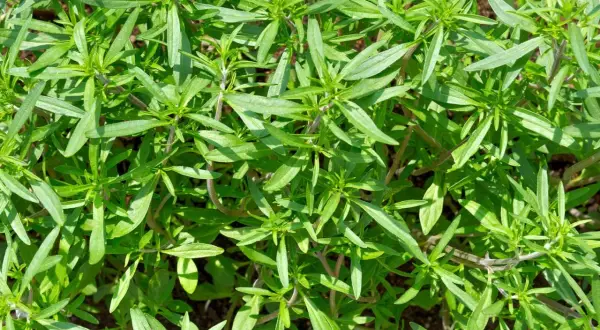 Nahaufnahme von üppigem, grünem Bohnenkraut im Garten. Der ideale **Bohnenkraut Standort** ist sonnig und gut durchlässig.
