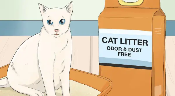 A white cat sits in a litter box next to a bag of cat litter, illustrating how to train a cat to use a litter box.