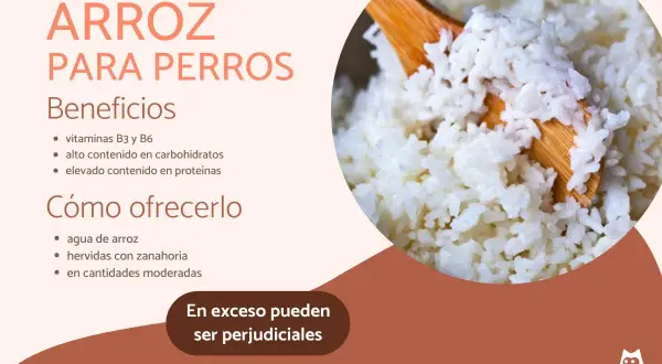Arroz para perros: beneficios y cómo ofrecerlo. Los perros pueden comer arroz, rico en vitaminas y proteínas, pero con moderación.