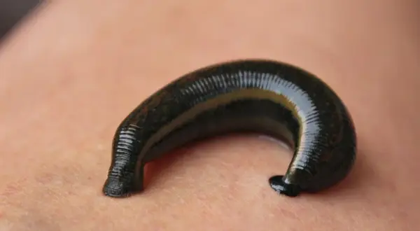 Une sangsue noire, courbée sur la peau, se prépare à se nourrir.