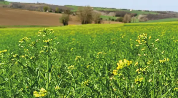 Champ de cameline en fleurs, paysage rural verdoyant sous un ciel bleu. La culture de cameline prospère.