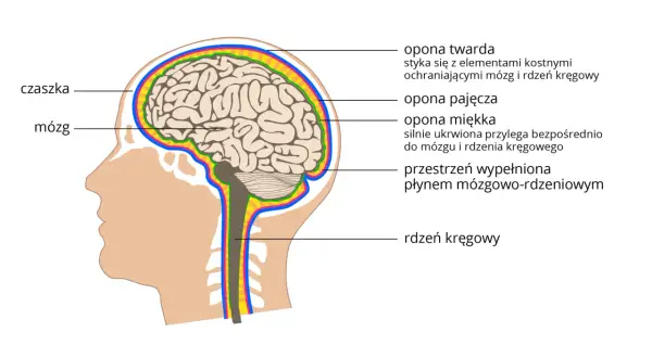 Przekrój głowy ukazujący mózg, czaszkę i otaczające je opony. Widoczny jest również rdzeń kręgowy.
