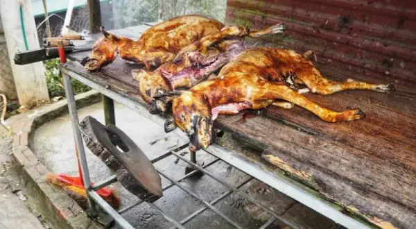 W jakim kraju jedzą psy? Zaskakujące tradycje kulinarne świata
