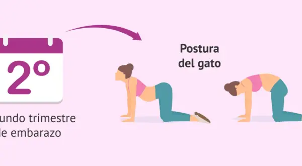 Calendario indica segundo trimestre de embarazo. Ilustración muestra secuencia yoga embarazadas: postura del gato, arqueando la espalda.