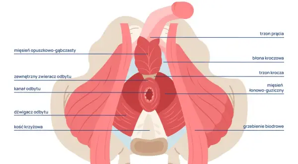 Mięśnie Kegla u mężczyzn: Poprawia erekcję, kontrolę moczu i prostatę