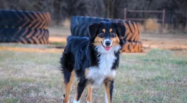 Ein fröhlicher Mini Australian Shepherd Mix steht im Gras, hinter ihm gestapelte Reifen.