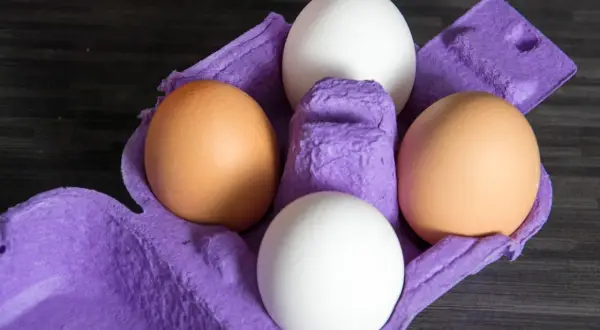 Vier Eier in einer lila Eierpappe. Zwei braune und zwei weiße Eier. Welches Huhn legt lila Eier?