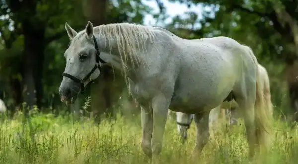 Piękny koń albinos pasie się na zielonej łące. Jego jasna sierść i grzywa lśnią w słońcu.