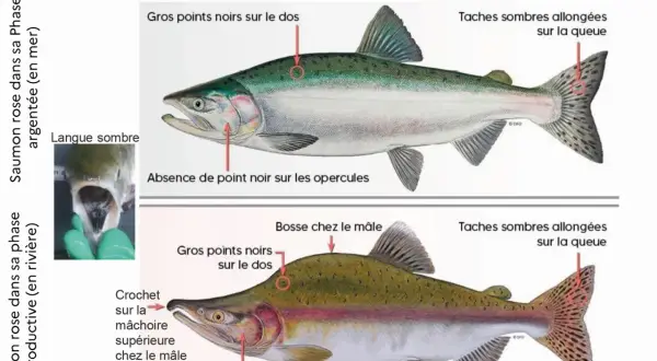 Illustration comparant le saumon rose en phase argentée et en phase reproductive, montrant les caractéristiques distinctives de ce poisson de rivière.