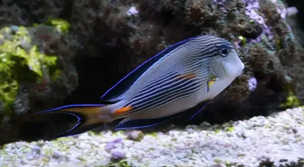 Ryba z jastrzębia góra oceanarium, z niebieskimi pasami i pomarańczowym ogonem, pływa wśród koralowców.