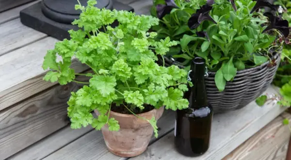 En frodig persilja i kruka står på en träaltan bredvid en mörk flaska och en korg med mörka blommor.